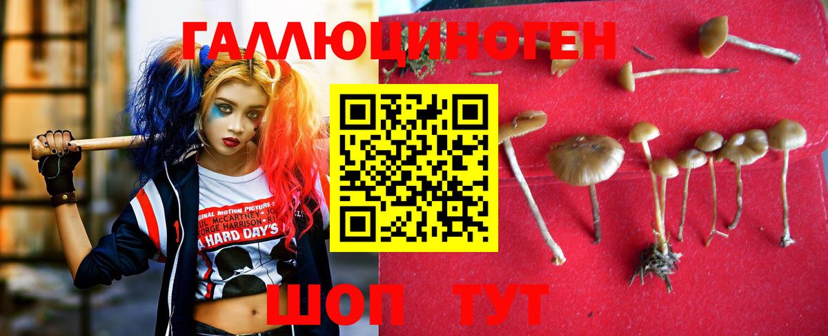 Псилоцибиновые грибы Psilocybe Альметьевск